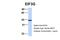 Eukaryotic Translation Initiation Factor 3 Subunit G antibody, PA5-41774, Invitrogen Antibodies, Western Blot image 