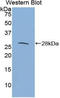 Interleukin 27 Receptor Subunit Alpha antibody, LS-C294899, Lifespan Biosciences, Western Blot image 