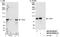 TATA-Box Binding Protein Associated Factor 6 antibody, NB100-60640, Novus Biologicals, Western Blot image 