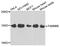 Cytosolic Iron-Sulfur Assembly Component 2B antibody, PA5-76272, Invitrogen Antibodies, Western Blot image 