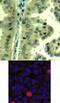 Eukaryotic Translation Initiation Factor 4 Gamma 1 antibody, 79-422, ProSci, Immunohistochemistry frozen image 