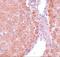 Small ubiquitin-related modifier 3 antibody, A05193, Boster Biological Technology, Immunohistochemistry frozen image 