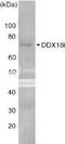 DEAD-Box Helicase 18 antibody, 70-453, BioAcademia Inc, Western Blot image 