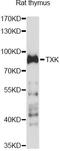 TXK Tyrosine Kinase antibody, LS-C749776, Lifespan Biosciences, Western Blot image 