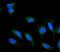 Adiponectin Receptor 1 antibody, PB9418, Boster Biological Technology, Immunofluorescence image 