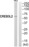 CAMP Responsive Element Binding Protein 3 Like 2 antibody, abx015047, Abbexa, Western Blot image 