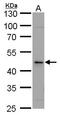 Calsequestrin 2 antibody, PA5-21706, Invitrogen Antibodies, Western Blot image 