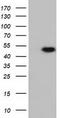 Ribonuclease inhibitor antibody, TA501874, Origene, Western Blot image 