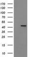 Indoleamine 2,3-Dioxygenase 1 antibody, UM500109, Origene, Western Blot image 