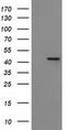 Indoleamine 2,3-Dioxygenase 1 antibody, UM500109, Origene, Western Blot image 