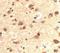 RUN And SH3 Domain Containing 2 antibody, LS-C144474, Lifespan Biosciences, Immunohistochemistry paraffin image 