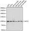 HECT Domain And Ankyrin Repeat Containing E3 Ubiquitin Protein Ligase 1 antibody, A04757, Boster Biological Technology, Western Blot image 