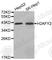 H2A Histone Family Member Y2 antibody, A3453, ABclonal Technology, Western Blot image 