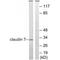Claudin 7 antibody, A03851, Boster Biological Technology, Western Blot image 