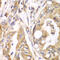 Thioredoxin Reductase 2 antibody, 19-698, ProSci, Immunohistochemistry frozen image 