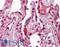 Cadherin 1 antibody, LS-B4297, Lifespan Biosciences, Immunohistochemistry frozen image 