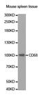 CD68 Molecule antibody, STJ27466, St John