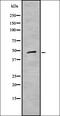 Inhibitor Of Nuclear Factor Kappa B Kinase Subunit Epsilon antibody, orb378125, Biorbyt, Western Blot image 