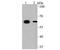 Aldehyde Dehydrogenase 4 Family Member A1 antibody, NBP2-75400, Novus Biologicals, Western Blot image 