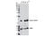 Galectin 1 antibody, 12936S, Cell Signaling Technology, Western Blot image 