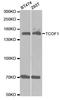 Treacle Ribosome Biogenesis Factor 1 antibody, A2512, ABclonal Technology, Western Blot image 