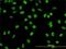 GATA Binding Protein 2 antibody, H00002624-M01, Novus Biologicals, Immunocytochemistry image 