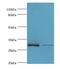 Replication Protein A4 antibody, MBS1499602, MyBioSource, Western Blot image 