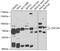 Zinc Finger Protein 169 antibody, 22-977, ProSci, Western Blot image 