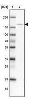 CCAAT Enhancer Binding Protein Zeta antibody, NBP2-47525, Novus Biologicals, Western Blot image 