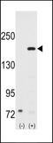 Nuclear Receptor Coactivator 1 antibody, LS-C100196, Lifespan Biosciences, Western Blot image 