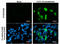 C-X-C Motif Chemokine Ligand 16 antibody, GTX632390, GeneTex, Immunocytochemistry image 