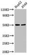 Killer Cell Immunoglobulin Like Receptor, Three Ig Domains And Long Cytoplasmic Tail 1 antibody, LS-C678445, Lifespan Biosciences, Western Blot image 