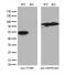 Thymidine Phosphorylase antibody, M06329-1, Boster Biological Technology, Western Blot image 