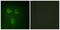 Prostate Transmembrane Protein, Androgen Induced 1 antibody, abx013748, Abbexa, Western Blot image 