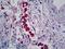 Surfactant Protein B antibody, LS-B5172, Lifespan Biosciences, Immunohistochemistry frozen image 