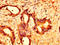 G Protein-Coupled Receptor 158 antibody, LS-C675174, Lifespan Biosciences, Immunohistochemistry paraffin image 