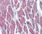 Wnt Family Member 10B antibody, TA344059, Origene, Immunohistochemistry paraffin image 