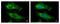Ribosomal Protein S10 antibody, NBP1-31357, Novus Biologicals, Immunofluorescence image 