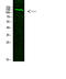 Collagen Type XIX Alpha 1 Chain antibody, STJ99329, St John