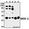 Mitogen-Activated Protein Kinase Kinase 1 antibody, A00292T286, Boster Biological Technology, Western Blot image 