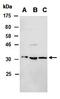 SIX Homeobox 3 antibody, orb67277, Biorbyt, Western Blot image 