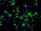 Fumarate Hydratase antibody, MA5-24989, Invitrogen Antibodies, Immunocytochemistry image 
