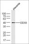 DEAD-Box Helicase 6 antibody, orb183027, Biorbyt, Western Blot image 