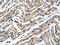 YY1 Transcription Factor antibody, 31-219, ProSci, Immunohistochemistry paraffin image 