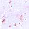 Holocytochrome C Synthase antibody, LS-C352299, Lifespan Biosciences, Immunohistochemistry frozen image 