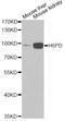 Hexose-6-Phosphate Dehydrogenase/Glucose 1-Dehydrogenase antibody, STJ28523, St John