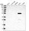 Aldehyde Dehydrogenase 8 Family Member A1 antibody, HPA026292, Atlas Antibodies, Western Blot image 