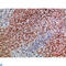 Growth Differentiation Factor 2 antibody, LS-C813780, Lifespan Biosciences, Immunohistochemistry paraffin image 
