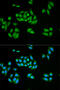 UPF1 RNA Helicase And ATPase antibody, 15-930, ProSci, Immunofluorescence image 