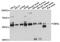 Drebrin Like antibody, 15-183, ProSci, Western Blot image 